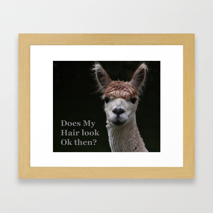 Funny hairstyle alpaca hairdressing Framed Art Print
