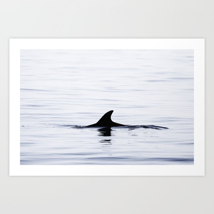 Dolphin Fin 210710-3692 Art Print