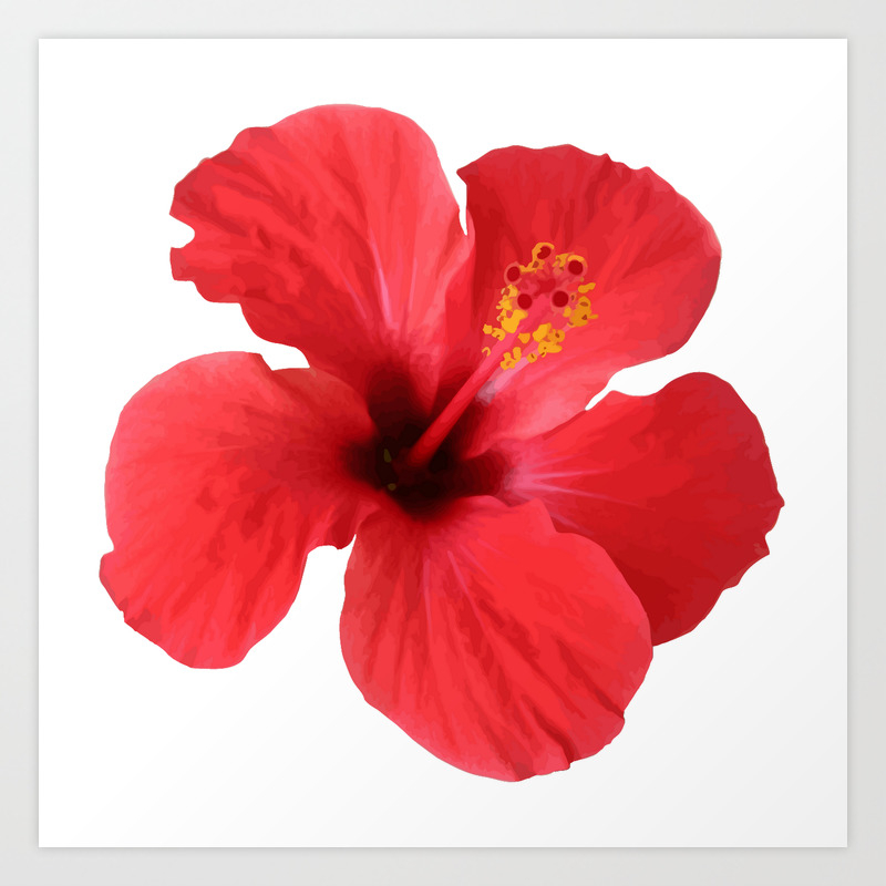 Scarlet Hibiscus Tropical Flower Vector Art Print By Taiche Society6