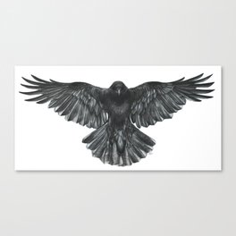 Crow in Flight Canvas Print