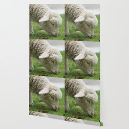 New Zealand Photography - New Zealand Sheep Eating Grass Wallpaper