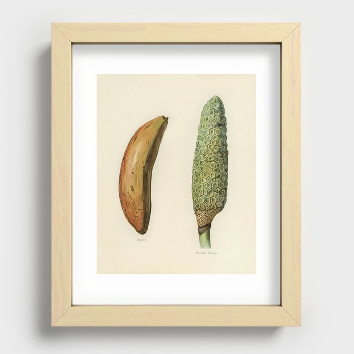 Vintage illustration of banana, monstera deliciosa digitally enhanced from our own vintage edition o Recessed Framed Print