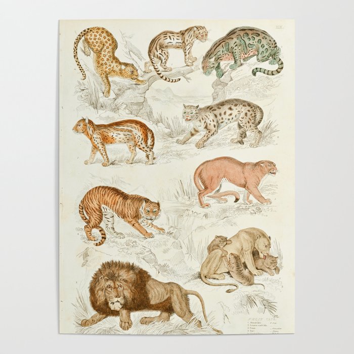 Wild Cats Vintage Jungle Animal Print, 1800s Poster by Natural History