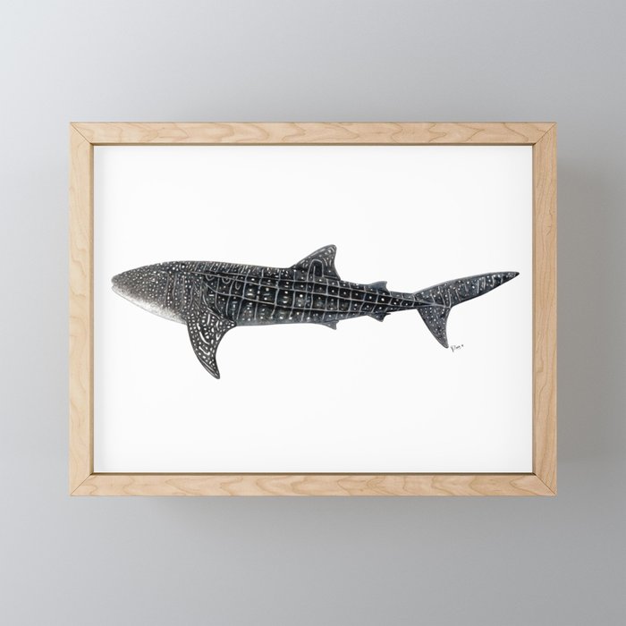 Whale shark Rhincodon typus Framed Mini Art Print