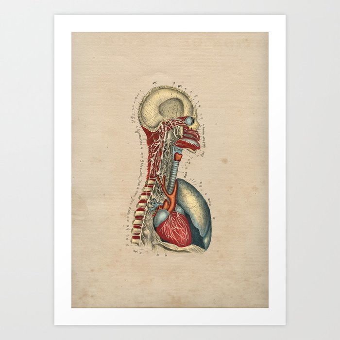 Human Heart Nerves Anatomy 1841 Print Art Print
