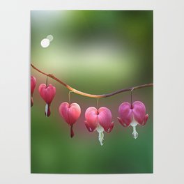 Bleeding Heart Flowers Poster