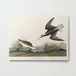 Wilsons Phalarope from Birds of America (1827) by John James Audubon etched by William Home Lizars Metal Print | Bird, Exile, Johnjamesaudubon, Painting, Drawing, America, Handdrawing, Sketch, Old, Antique 
