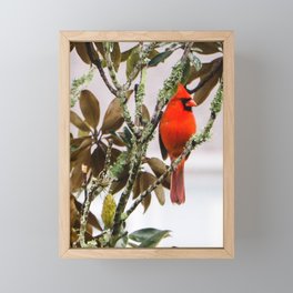 Red Cardinal on a Magnolia Tree Framed Mini Art Print