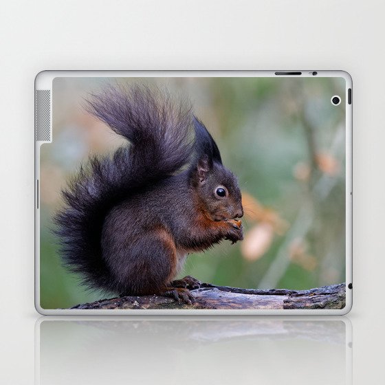 Red Squirrel 1 Laptop & iPad Skin
