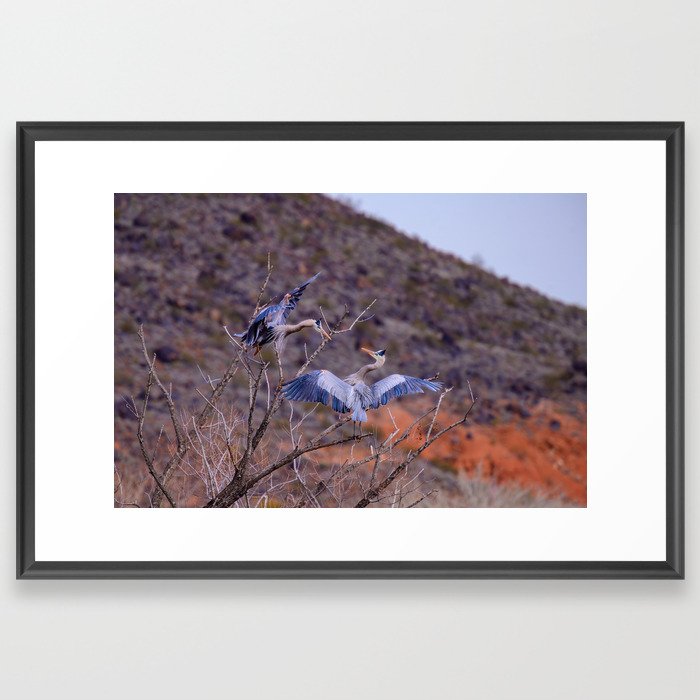 Great Blue Heron Squabble - I Framed Art Print