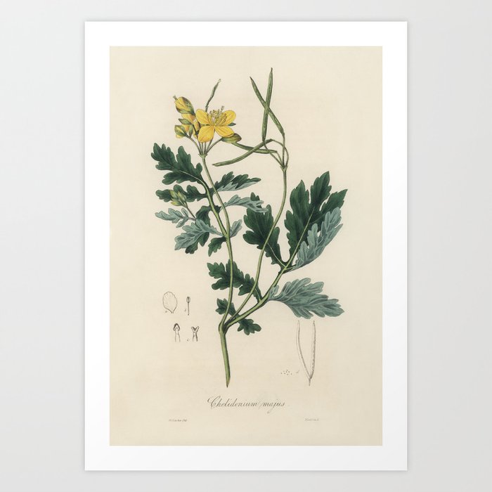 Greater celandine (Chelidonium majus) illustration from Medical Botany (1836) by John Stephenson and Art Print