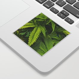 Cannabis Leaves Sticker