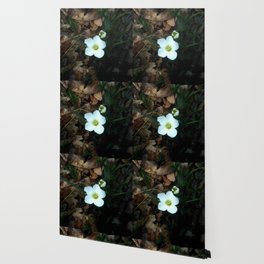Soft flower 43 : daisy Wallpaper