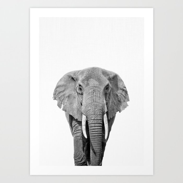 Elephant, Safari Animal, African Animal, Animal Photo, Wild Animal Art Print