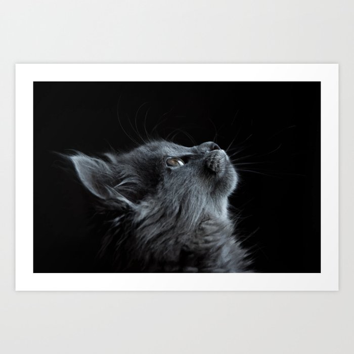 British Longhair black cat cute Art Print