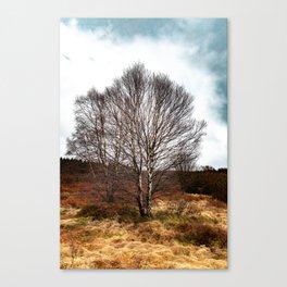 The birch without leaves. Canvas Print