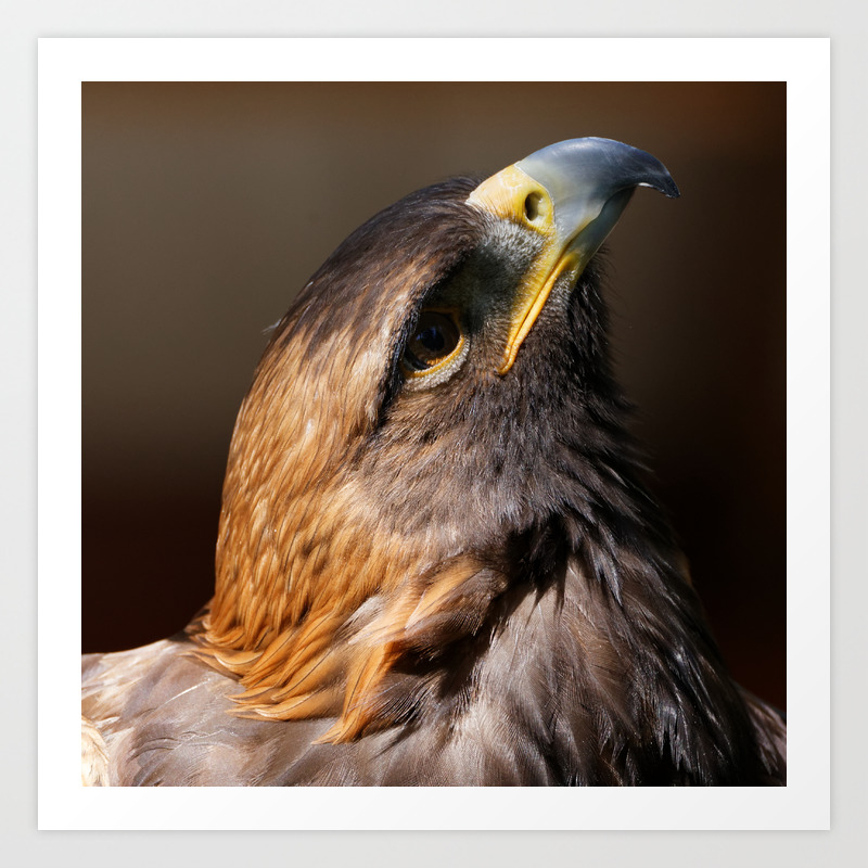 Golden Eagle Raptor Birds Nature Animal Art Print