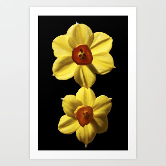 Mini Daffodils Art Print