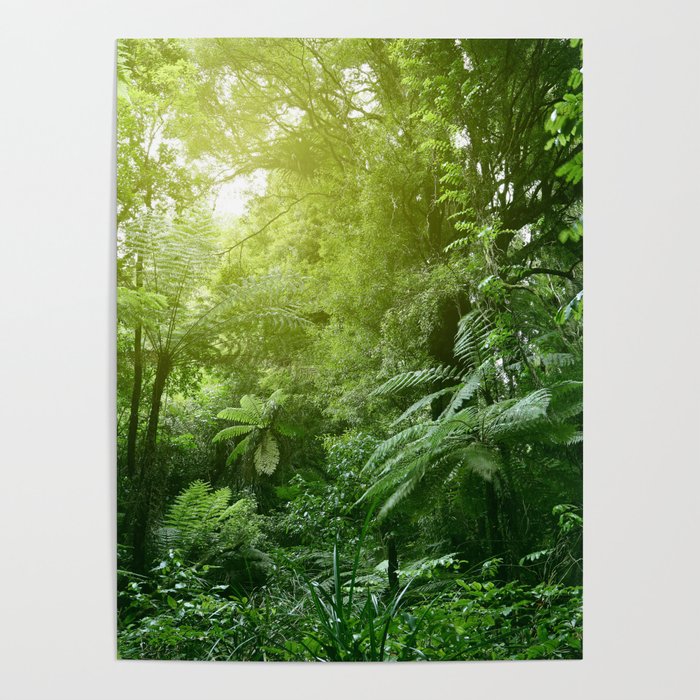 Sunlit tree canopy in tropical jungle  Poster