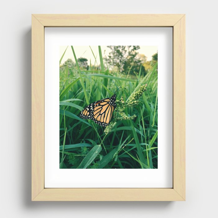 Monarch Butterfly Recessed Framed Print
