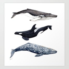 Orca, humpback and grey whales Art Print