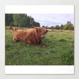 Fluffy Highland Cattle Cow 1187 Canvas Print
