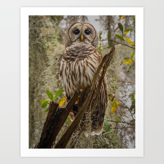 Barred owl Art Print