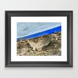 Pussycat Framed Art Print