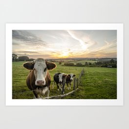 Cows at sunset in the countryside Art Print