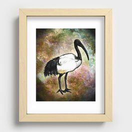India the Ibis Recessed Framed Print