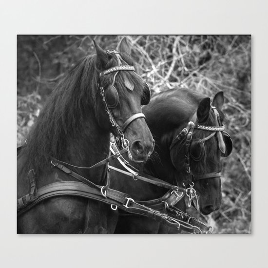 Friesian horses Canvas Print