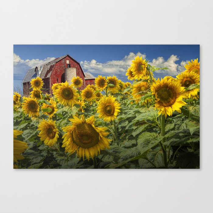 Golden Blooming Sunflowers with Red Barn Canvas Print