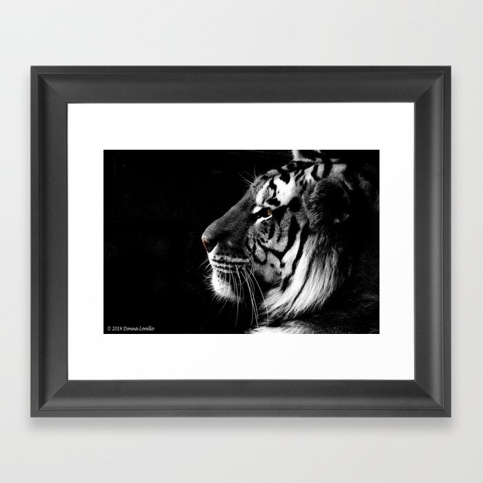 Amur "Siberian" Tiger Framed Art Print
