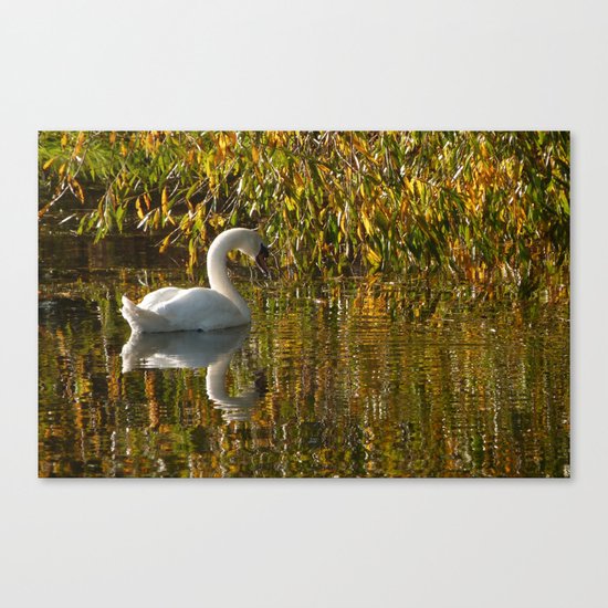 Idle Swan Canvas Print