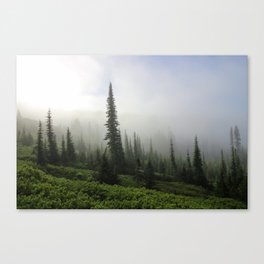 Evergreens in Fog Canvas Print