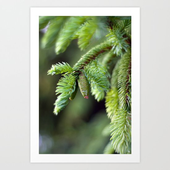 Baby Pine Cone Art Print