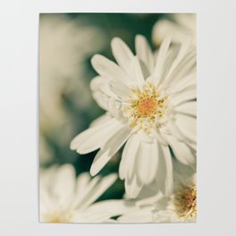 White flower Poster