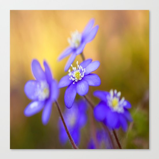 Spring Wildflowers, Beautiful Hepatica in the forest on a sunny and colorful background Canvas Print