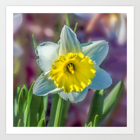 Narcissus Art Print