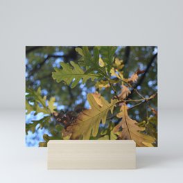 oak leaves Mini Art Print