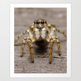 Zebra Jumping Spider On Old Wooden House Macro Photograph Art Print