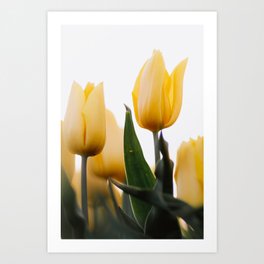 Yellow Tulip Low Angle | Flower Photography Art Print