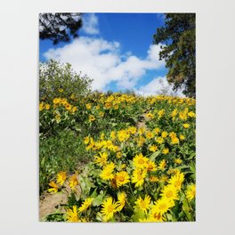 hillside of Balsam Root flowers Poster