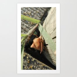 Orange Moth Art Print