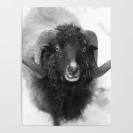 The black sheep, black and white photography Poster