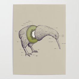 Kiwi Anatomy Poster