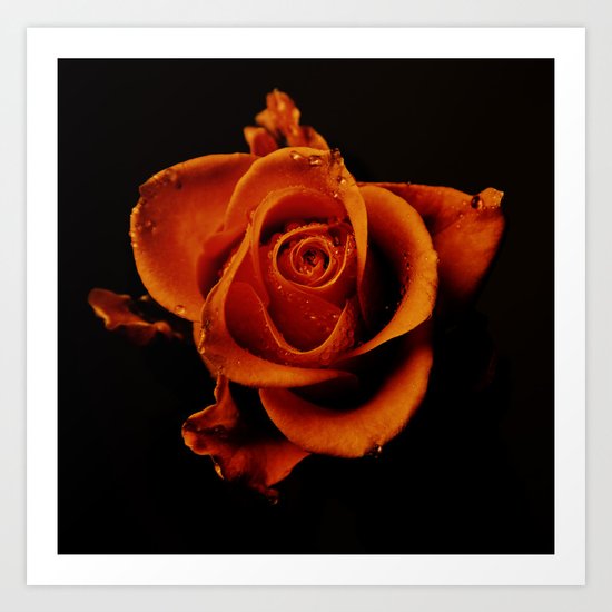Rose Art Print