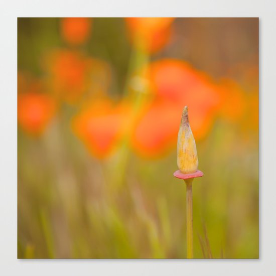 Orange Canvas Print