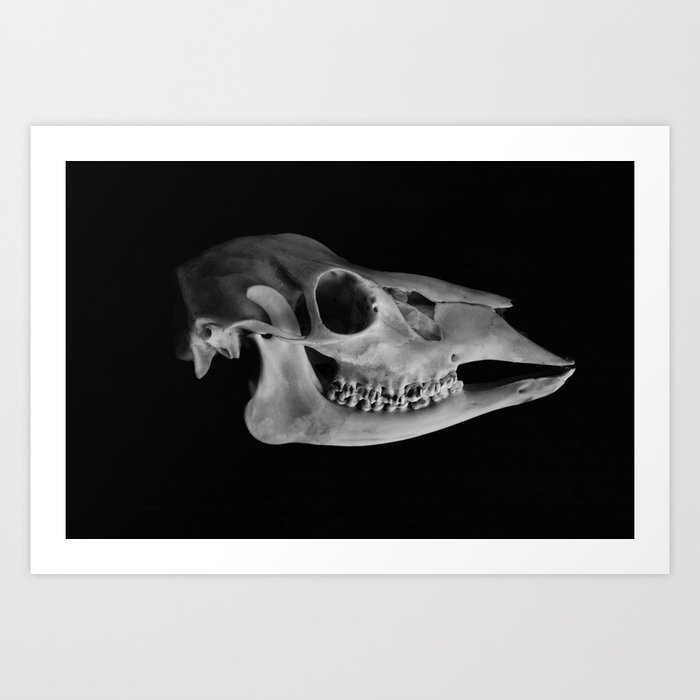 Meget Registrering nål Cervidae // Full Deer Skull // High Contrast Monochrome Photograph Art  Print by Myranda Escamilla | Society6
