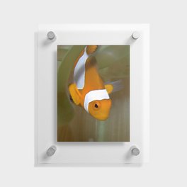 Clownfish diving into green anemone Floating Acrylic Print